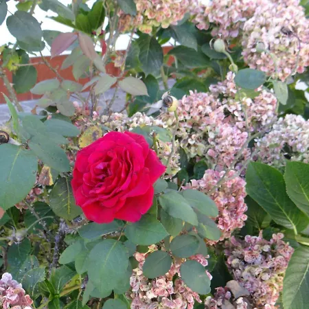 Semesterbostad Ribeiro's House *