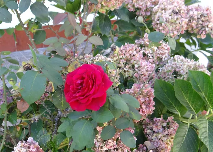 Dom wakacyjny Ribeiro's House *