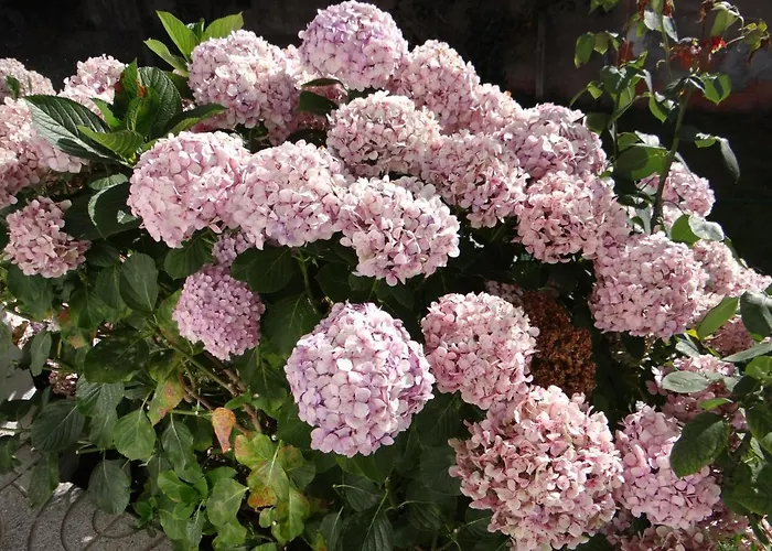 別荘 Ribeiro's House Gafanha da Nazaré